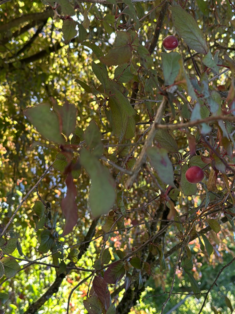 Kirschpflaume — Bild 4