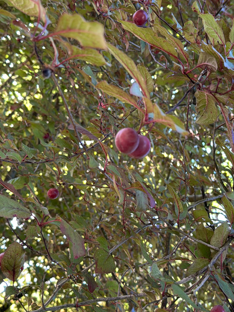 Kirschpflaume — Bild 5