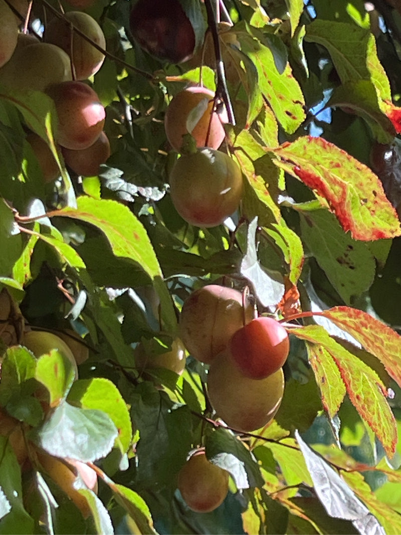Das Bild zeigt reifende Früchte und grüne Blätter einer Kirschpflaume an einem Baumzweig. Die kleinen, runden Pflaumen hängen zwischen dem Laub im Sonnenlicht.
