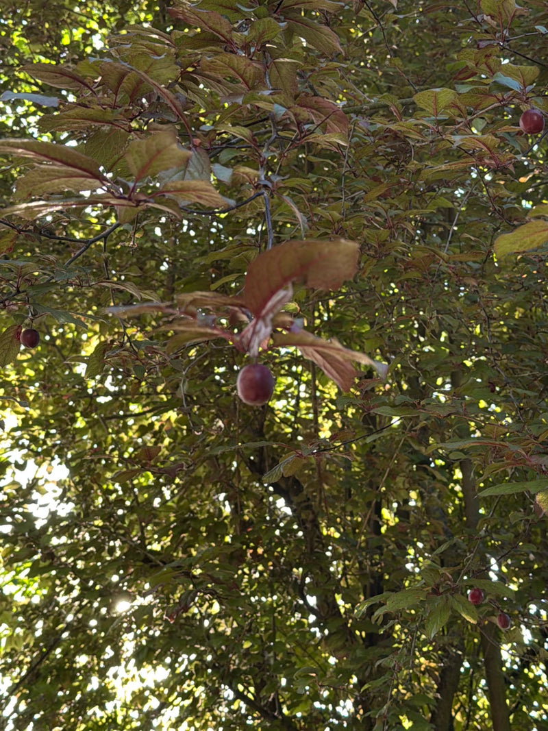 Kirschpflaume — Bild 2