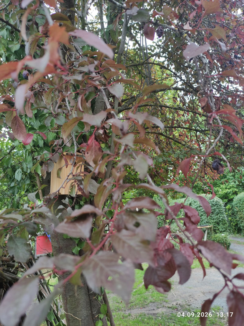 Zu sehen ist ein Ast der rotblättrigen Kirschpflaume mit dunkelroten Blättern und vereinzelten Früchten vor einer Gartenkulisse. Die Pflanze befindet sich in...