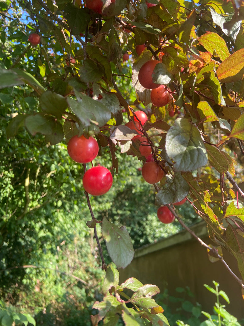 Das Bild zeigt rote Kirschpflaumen, die an den Zweigen eines Baumes hängen. Umgeben sind sie von grünem Blattwerk und von Sonnenlicht beschienen.