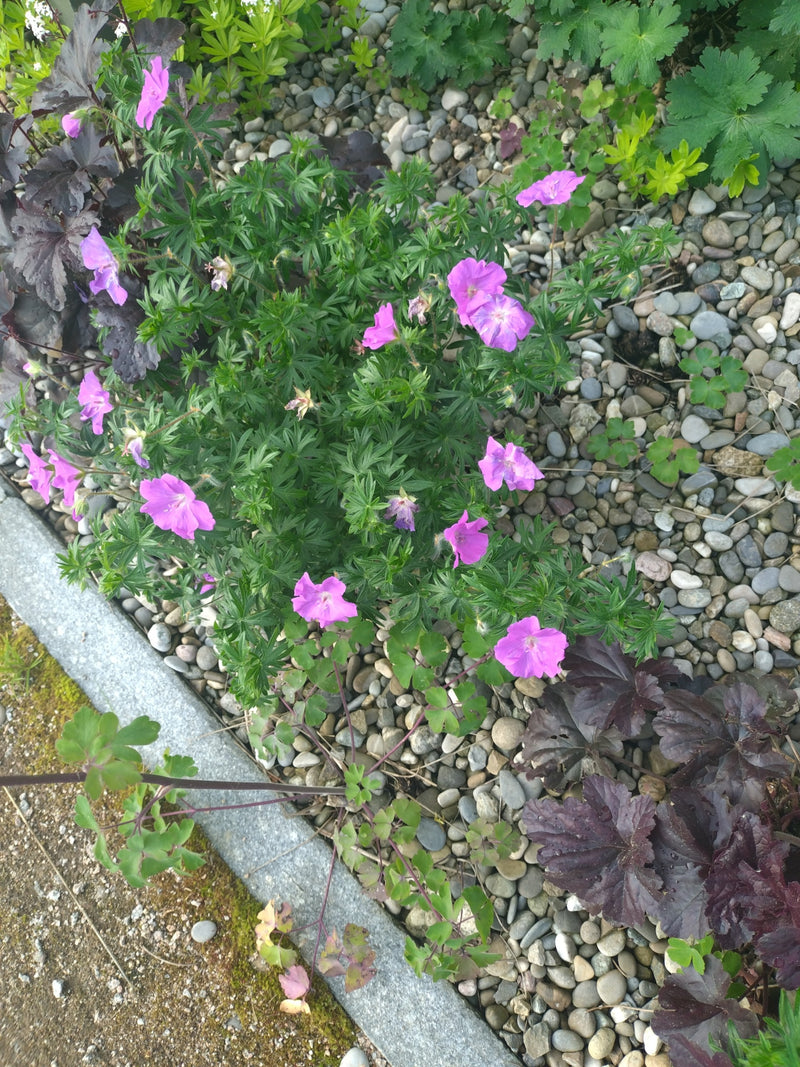 Blutroter Storchschnabel — Bild 3