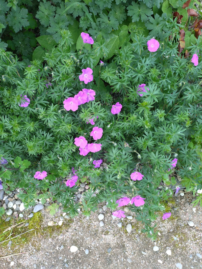 Blutroter Storchschnabel — Bild 5