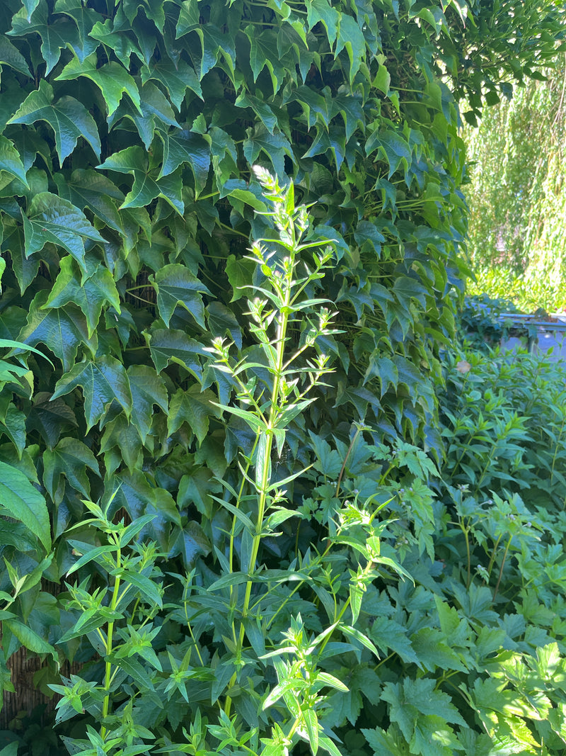 Blutweiderich — Bild 3