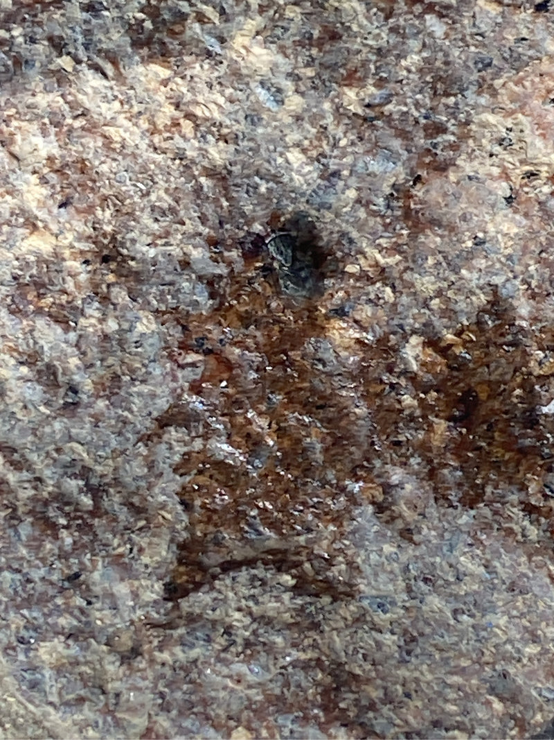 Auf einem rauen, steinigen Untergrund sitzt eine kleine Bodenwanze. Das Insekt ist stark verkleinert und nur schemenhaft zu erkennen.