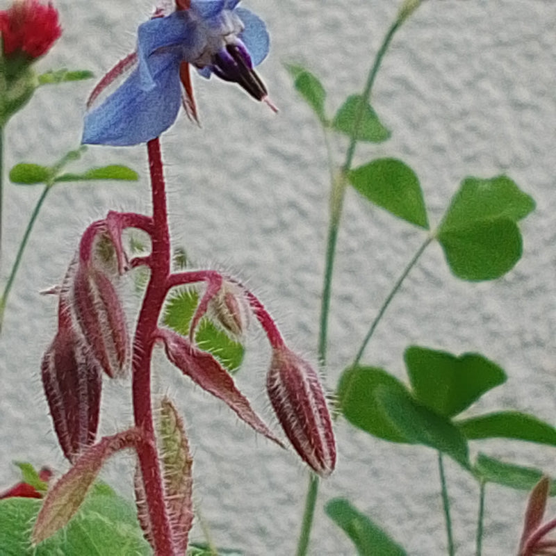 Borretsch — Bild 5