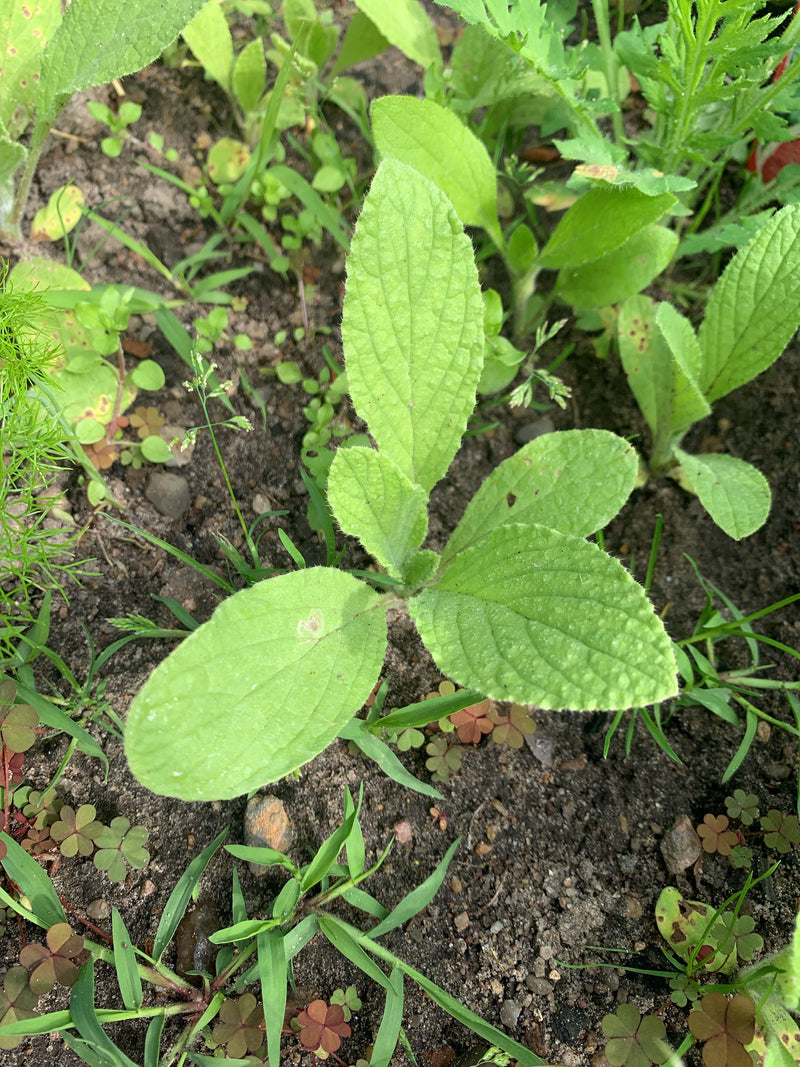 Borretsch — Bild 3