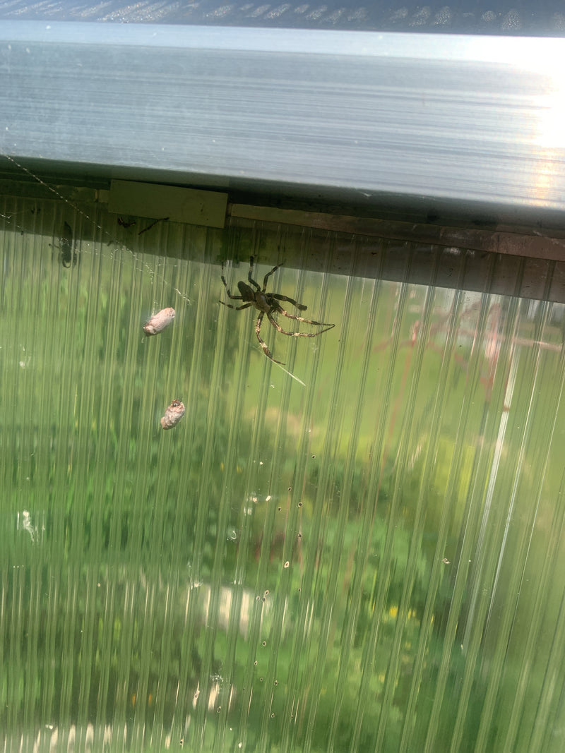 Brückenspinne — Bild 4