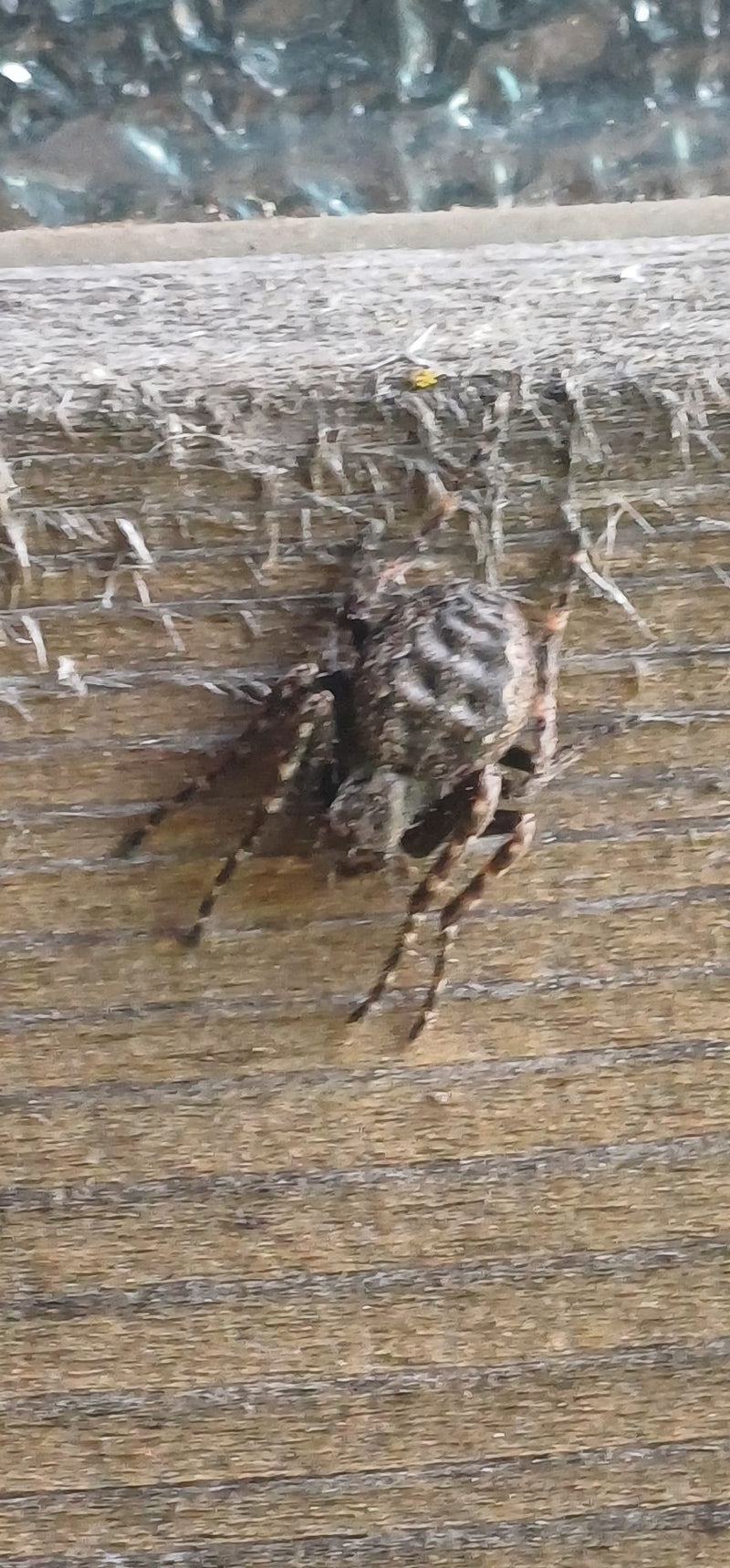 Brückenspinne — Bild 1
