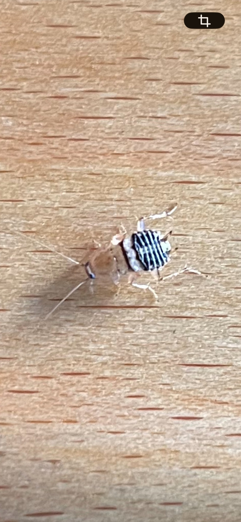 Auf einer hellen Holzoberfläche sitzt eine Nymphe der Braunbandschabe mit charakteristischer Querzeichnung auf dem Abdomen. Das Insekt ist scharf abgebildet ...