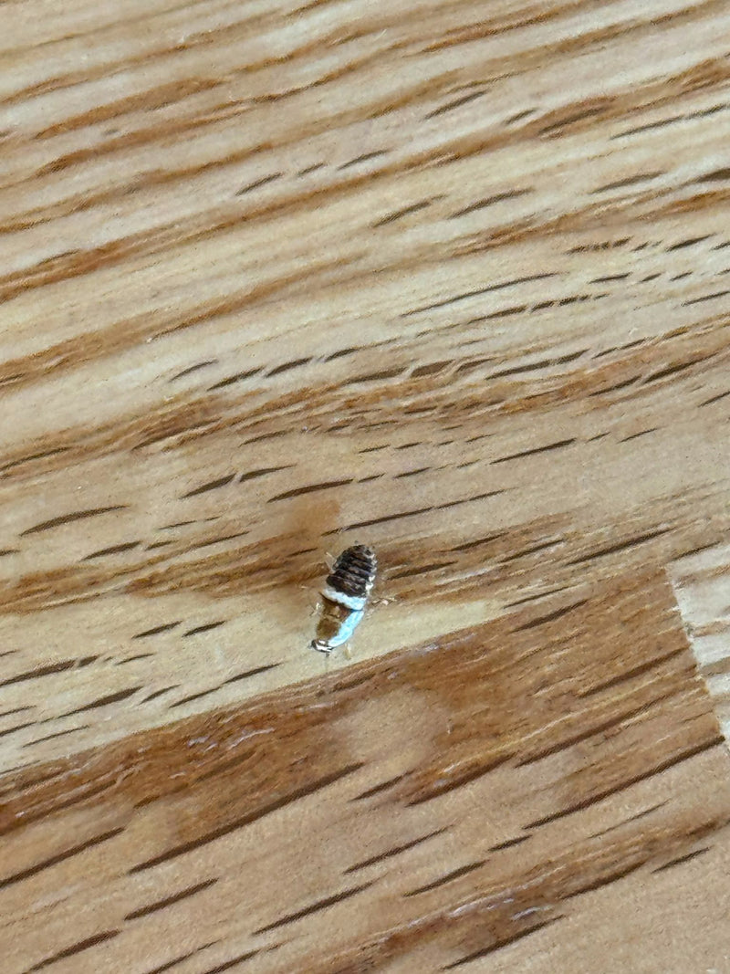 Zu sehen ist eine Nymphe der Braunbandschabe auf einer gemaserten Holzoberfläche. Das Insekt zeigt die typische Zeichnung der Art.