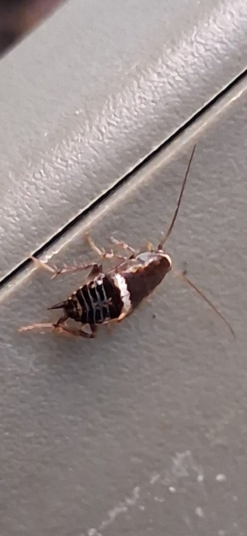 Zu sehen ist eine Nymphe der Braunbandschabe auf einer hellen Oberfläche. Die charakteristischen Querbinden auf dem Abdomen sind gut erkennbar.