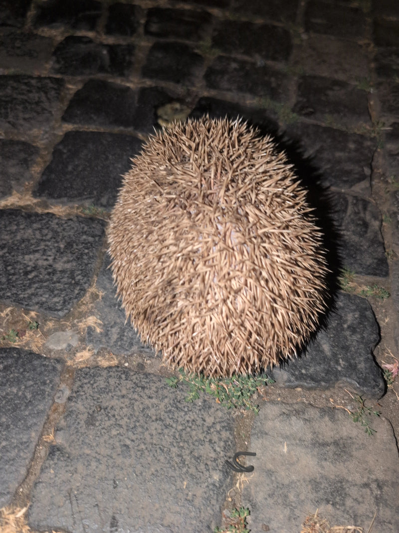 Ein Igel hat sich zum Schutz auf dunklem Kopfsteinpflaster komplett zusammengerollt, sodass nur seine Stacheln zu sehen sind.
