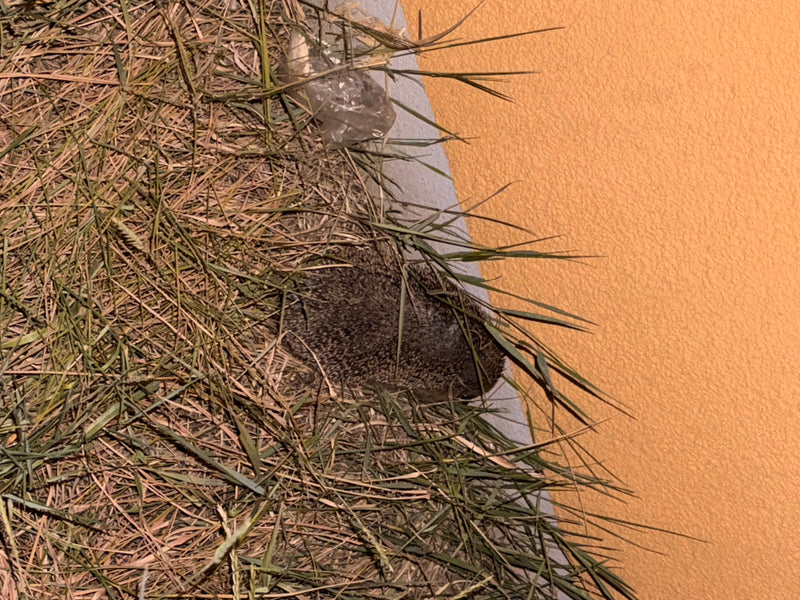 Ein Westigel liegt zusammengerollt im hohen Gras direkt an einer orangefarbenen Hauswand. Das Stachelkleid ist gut zu erkennen.