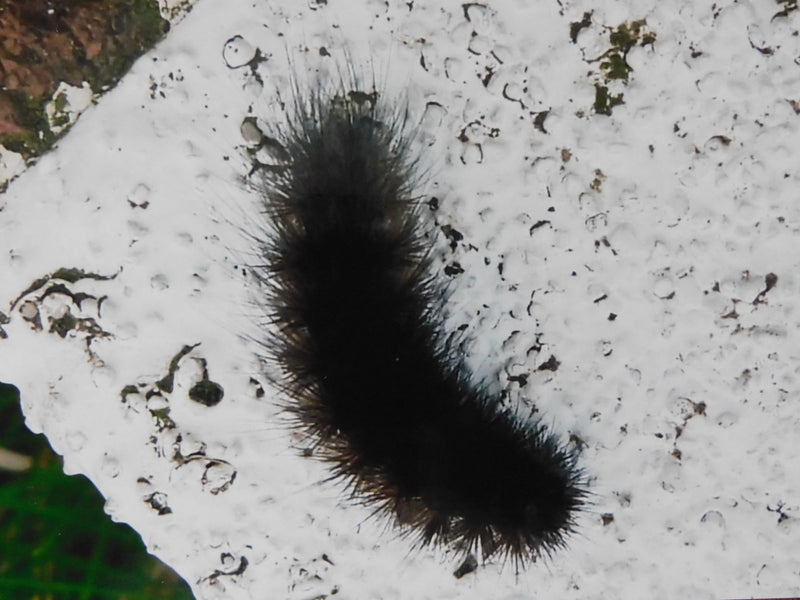 Brauner Bär — Bild 2