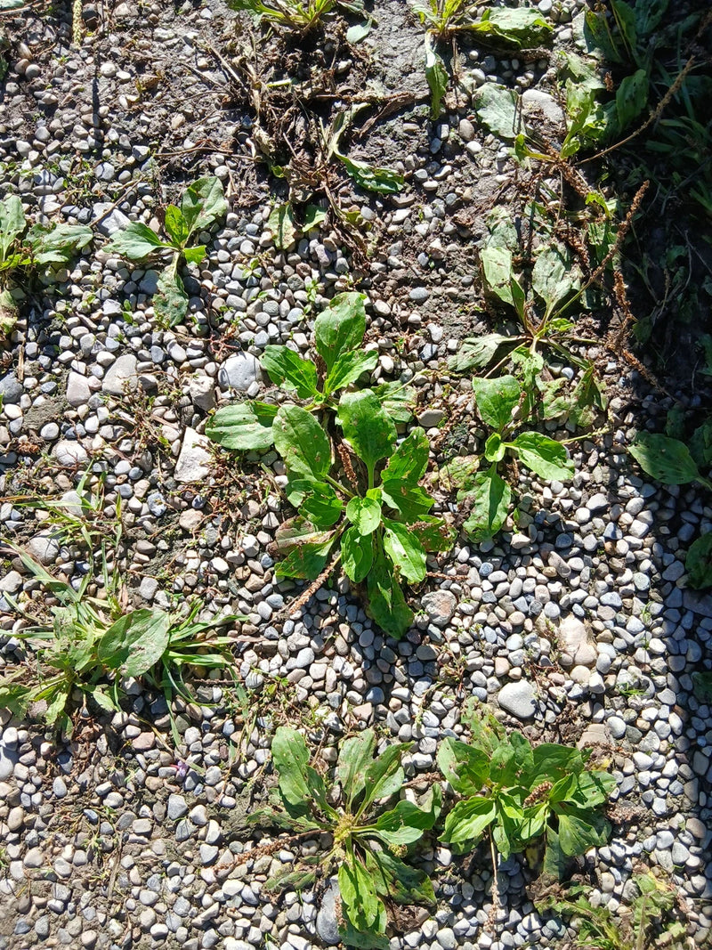 Breitwegerich — Bild 1