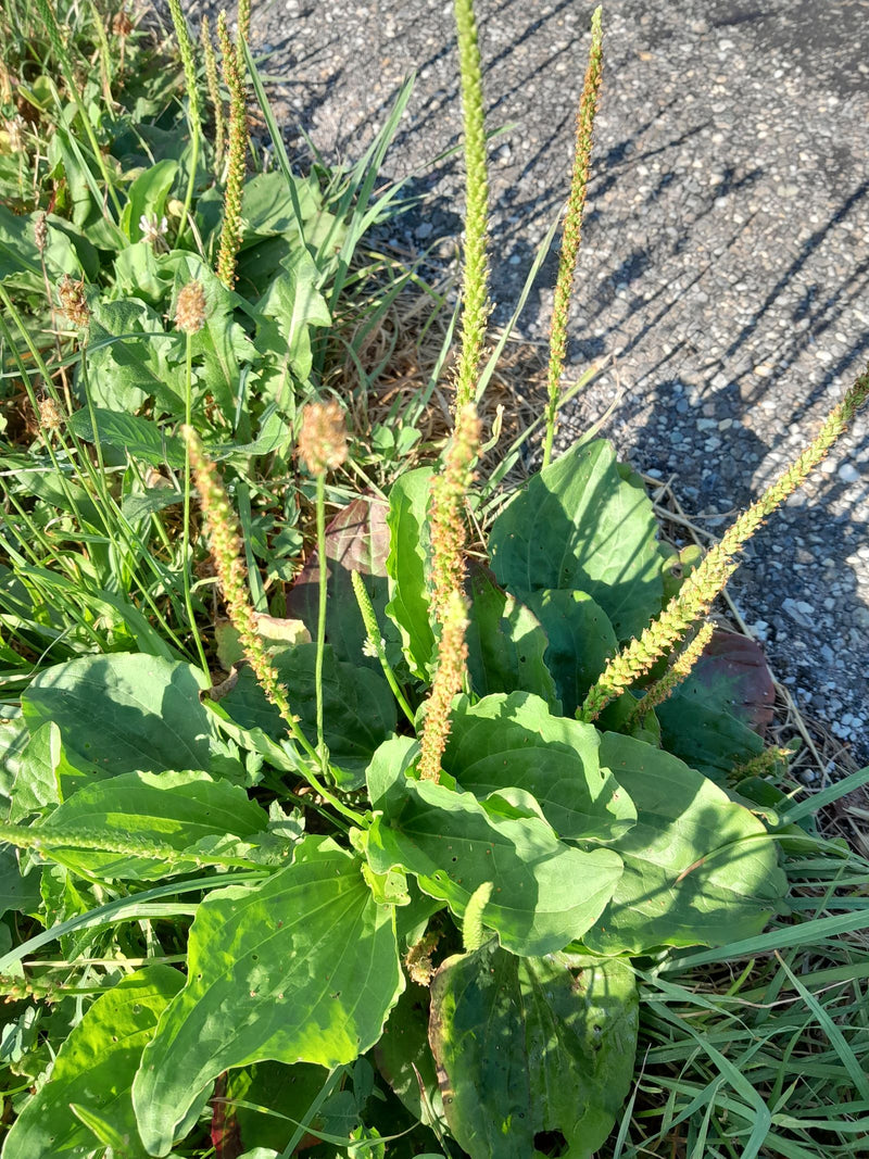 Breitwegerich — Bild 4