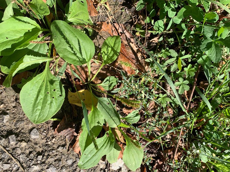 Breitwegerich — Bild 5