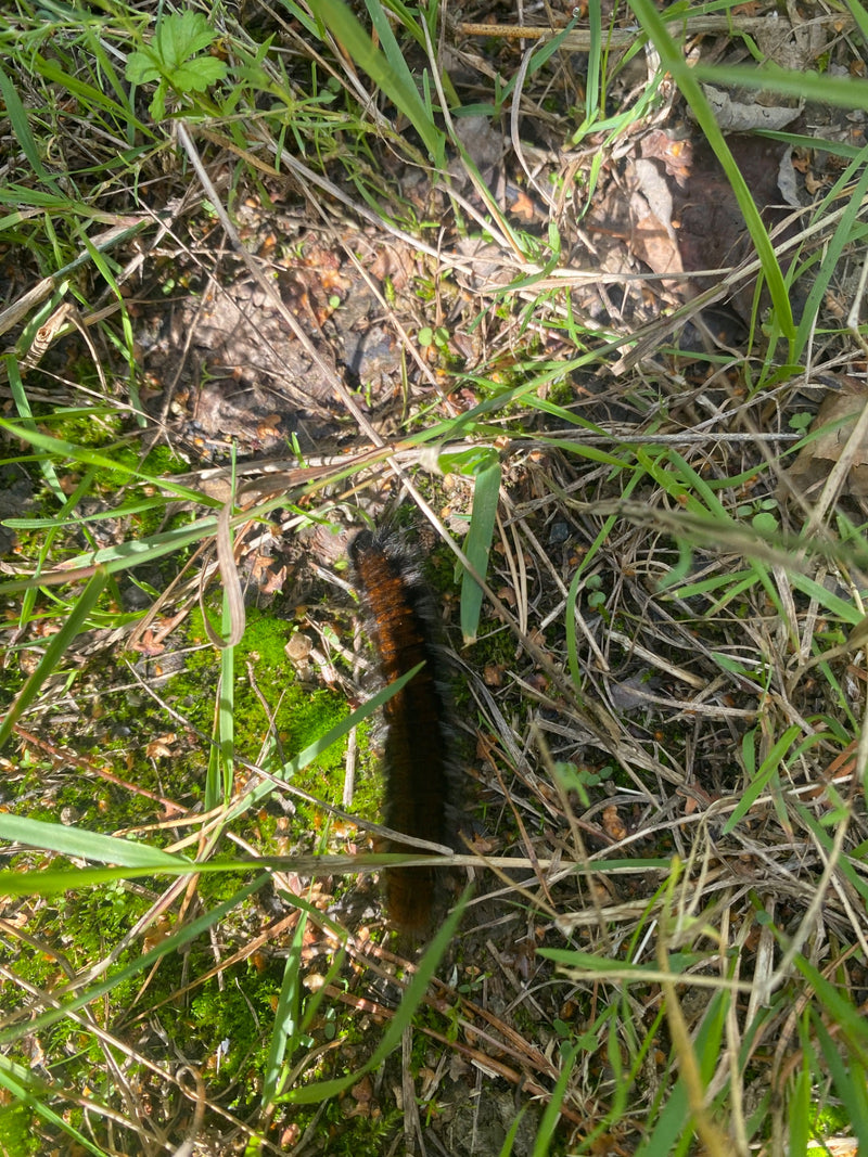 Eine Raupe des Brombeerspimmers kriecht über den bewachsenen Boden. Sie bewegt sich durch Gras und Moos.