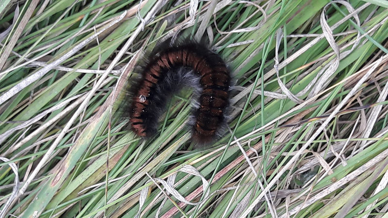 Eine behaarte Raupe des Brombeerspinners sitzt zusammengerollt im grünen und trockenen Gras.