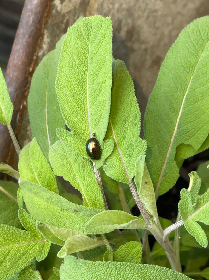 Bronzefarbener Blattkäfer — Bild 1
