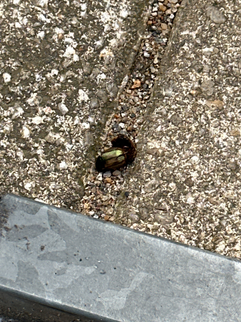 Ein bronzefarbener Blattkäfer sitzt auf einer hellen Steinfläche. Das Insekt ist von oben zu erkennen.