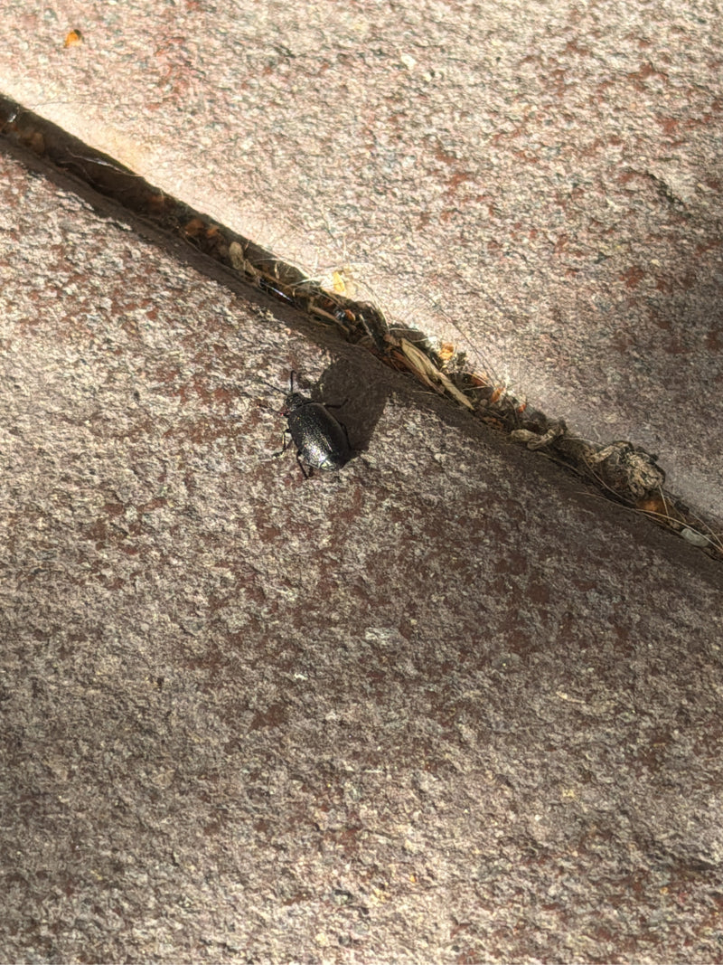 Auf einem steinernen Untergrund sitzt ein bronzefarbener Blattkäfer nahe einer Fuge. Das Insekt ist gut erkennbar und ruht auf dem Boden.