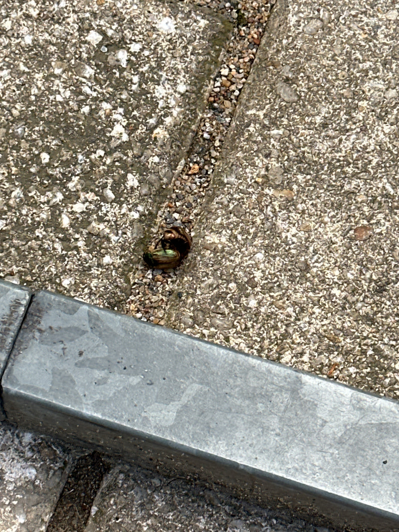Auf dem Bild sind zwei bronzefarbene Blattkäfer zu sehen, die sich auf einem steinigen Boden paaren. Die Aufnahme erfolgt aus der Vogelperspektive.