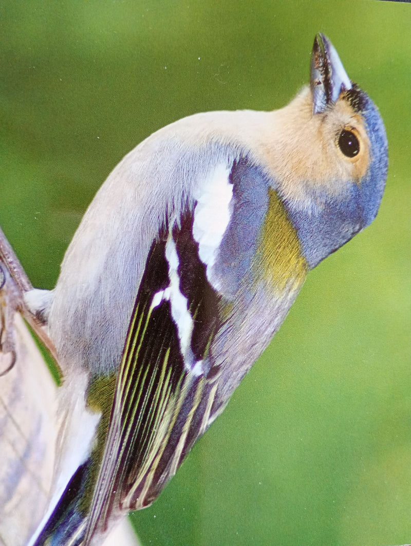 Buchfink — Bild 2