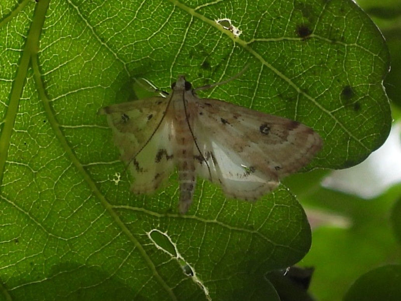 Buchsbaumzünsler — Bild 3