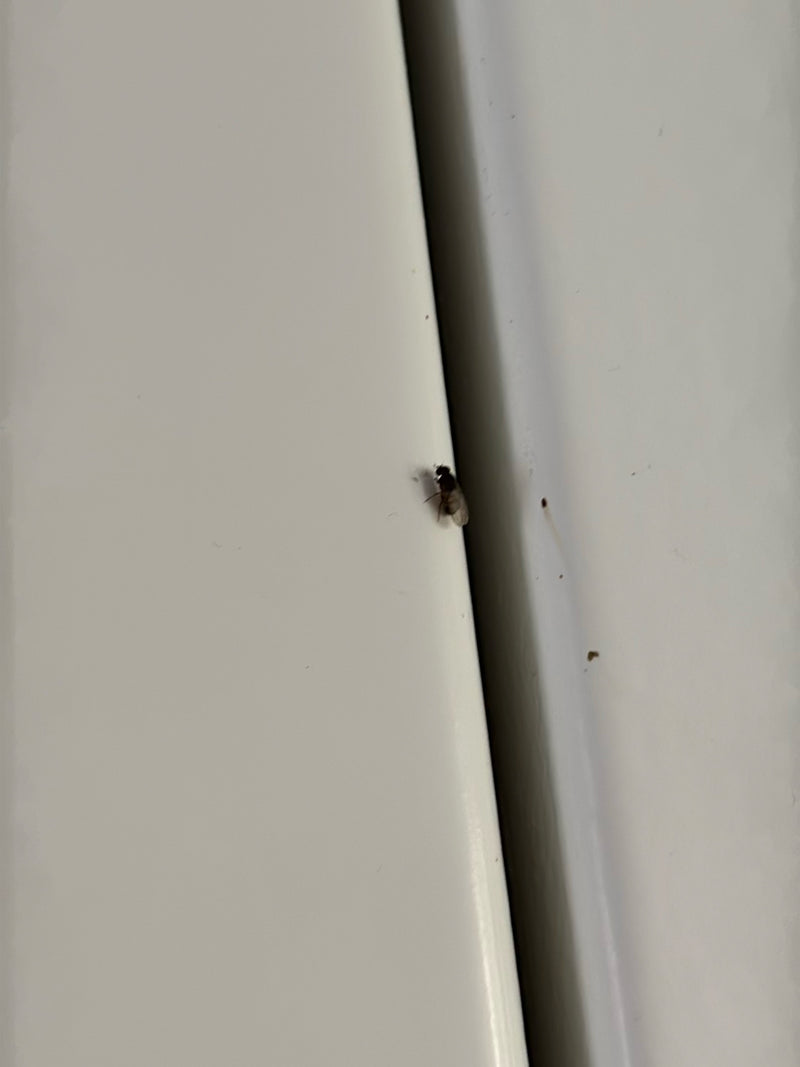 Buckelfliege — Bild 3