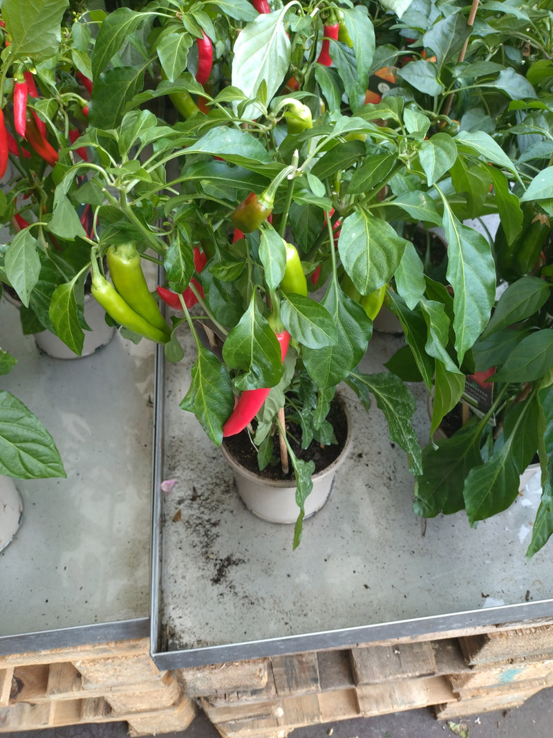 Peperoni — Bild 5