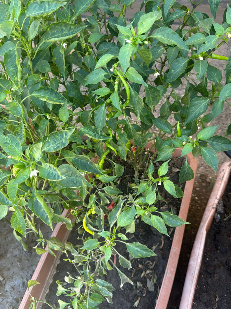 Peperoni — Bild 2