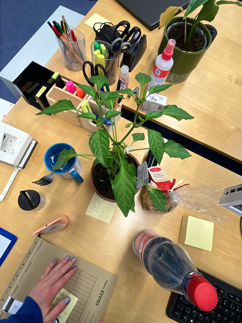 Peperoni — Bild 2