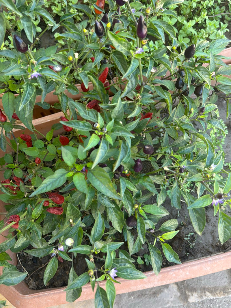 Peperoni — Bild 3