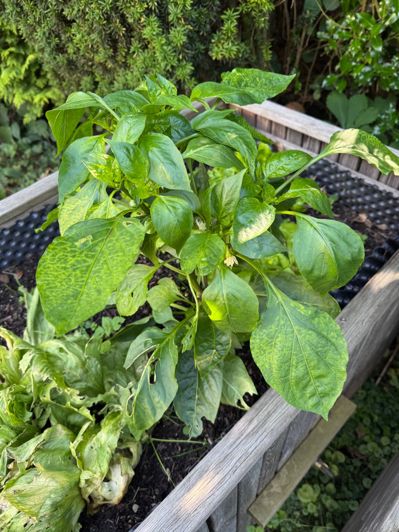 Peperoni — Bild 4