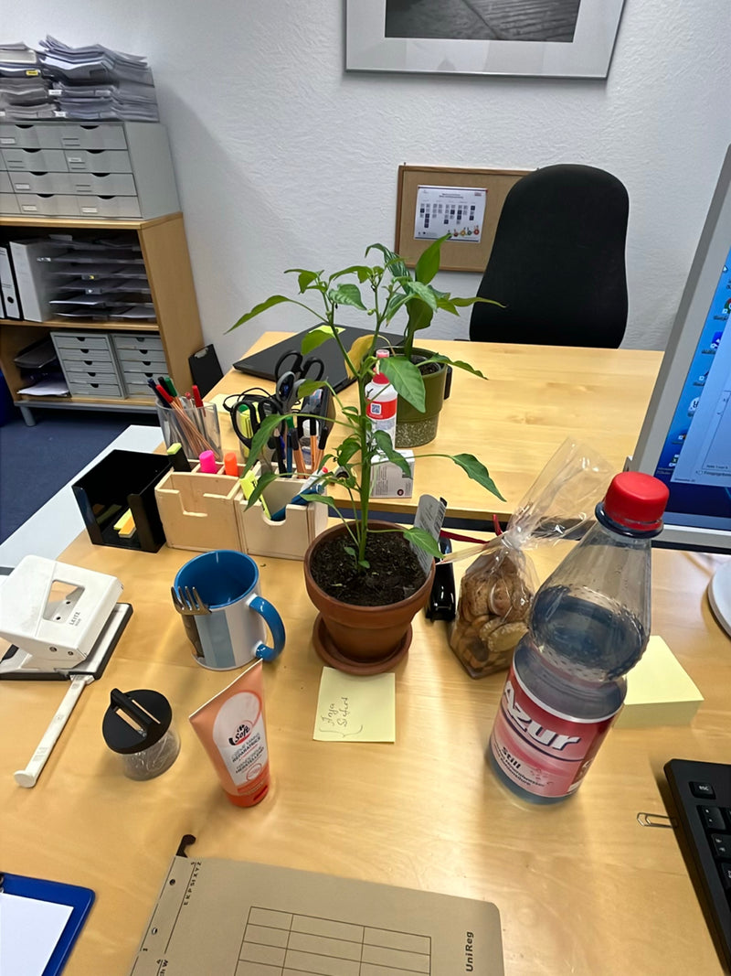 Peperoni — Bild 3