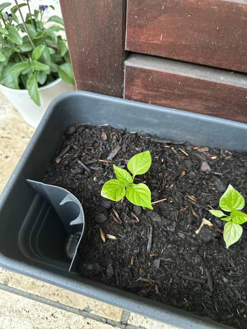Peperoni — Bild 4