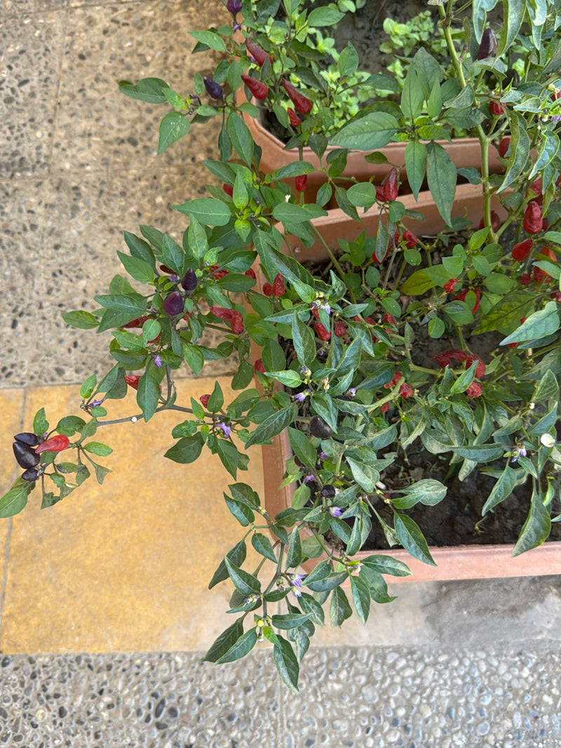 Peperoni — Bild 5