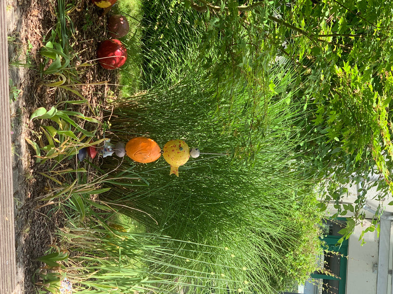 Chinaschilf — Bild 4