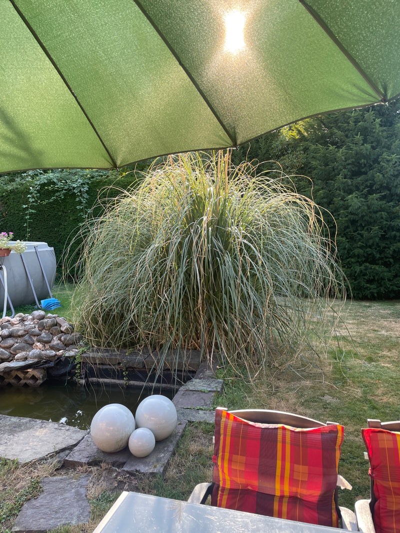 Chinaschilf — Bild 4