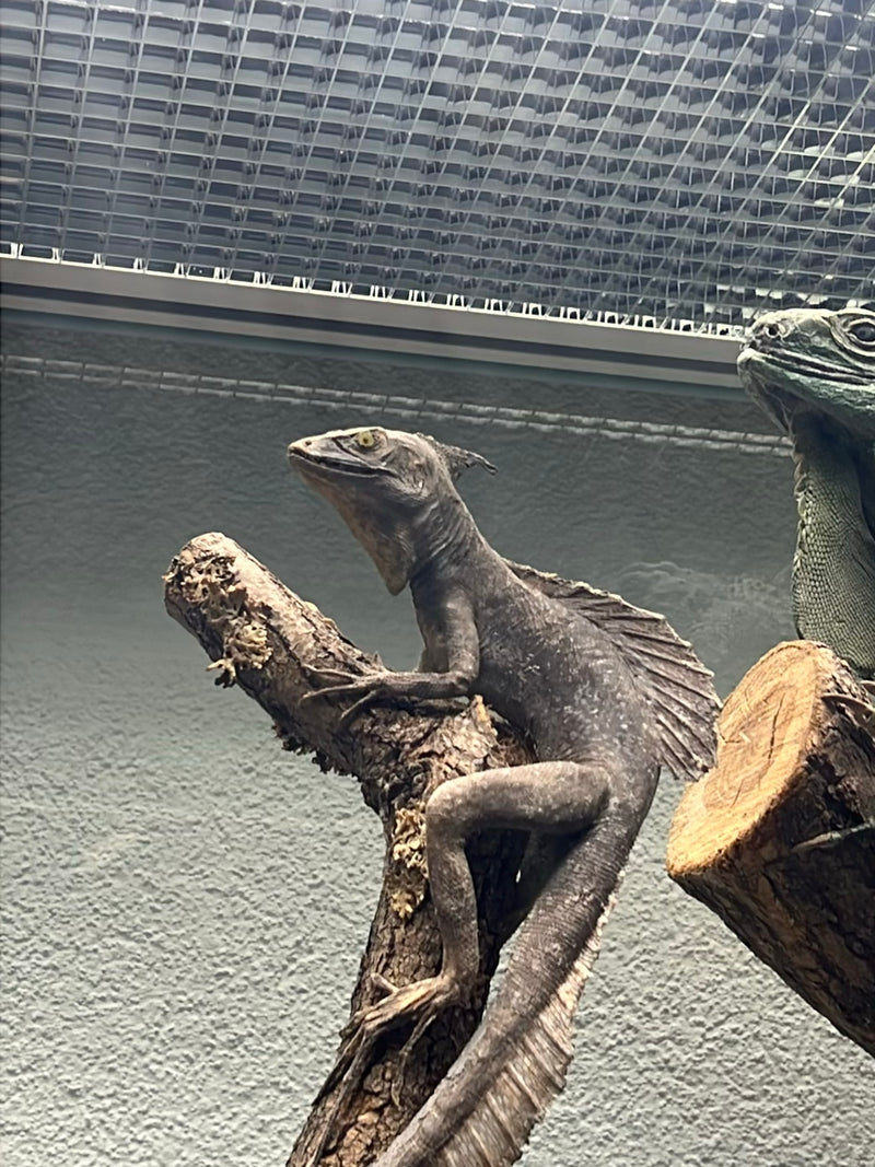 Chinesische Wasseragame — Bild 1 von 1