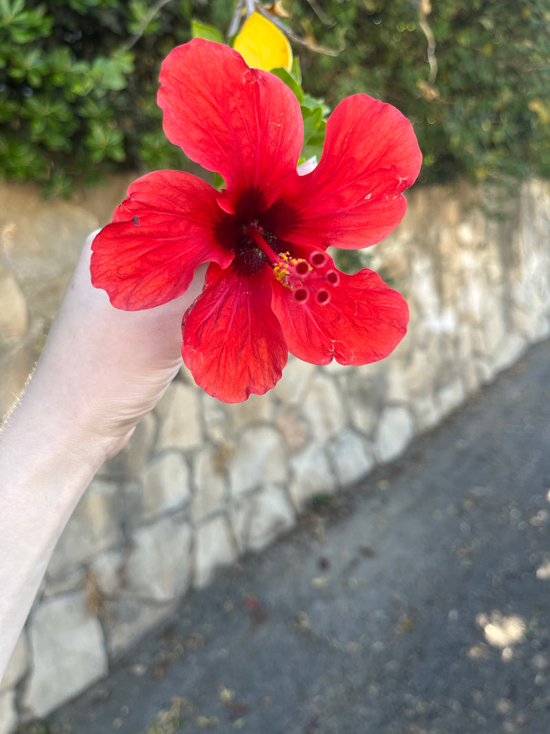 Chinesischer Roseneibisch — Bild 3