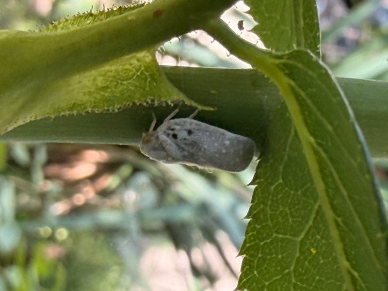 Citrus-Schildzikade — Bild 1 von 1