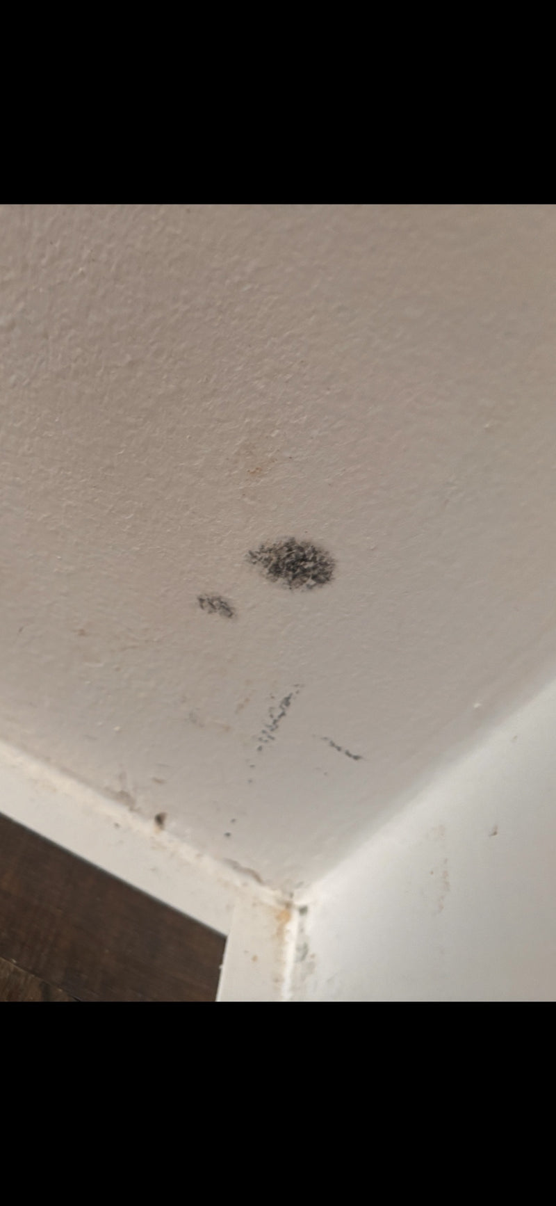 Auf der hellen Wand ist ein dunkler Fleck von Schwärzeschimmel zu sehen. Typischerweise bildet dieser Pilz dort sichtbare Kolonien.