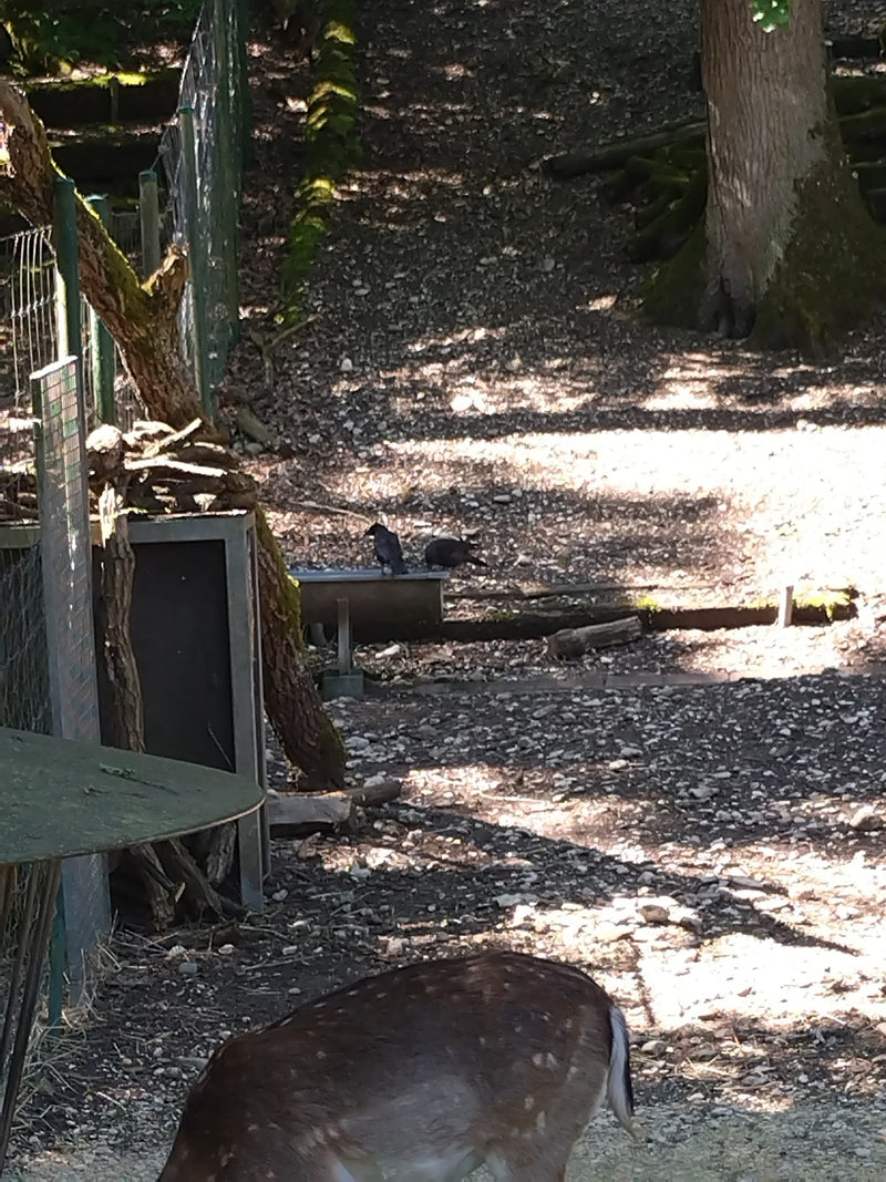 Damhirsch — Bild 3