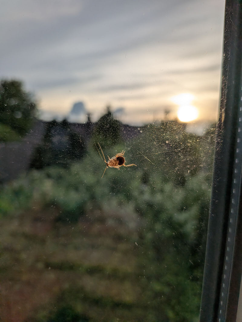 Deutsche Schabe — Bild 2