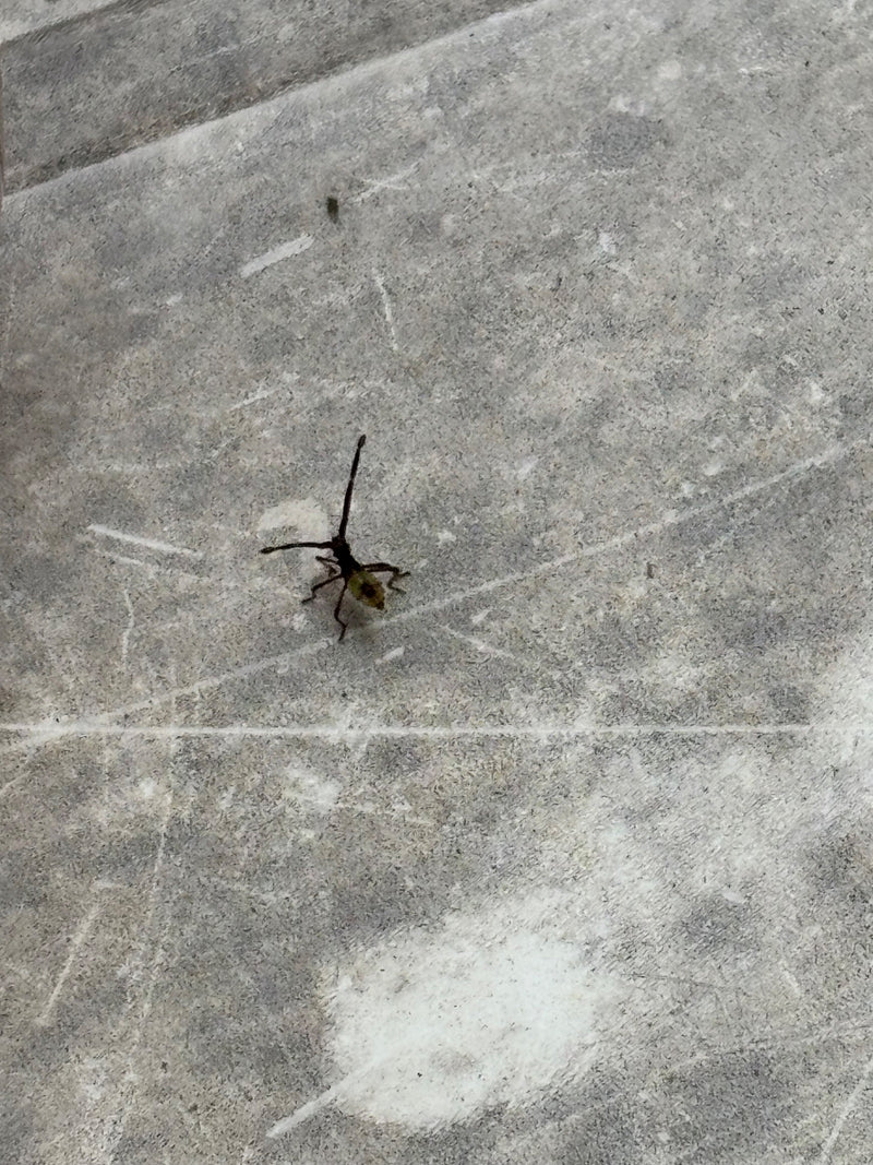 Distelbock — Bild 2