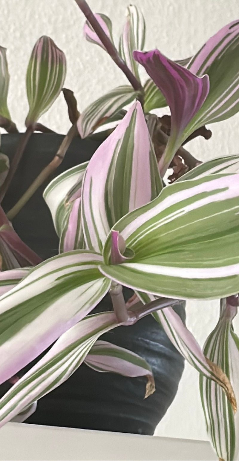 Dreimasterblume — Bild 4